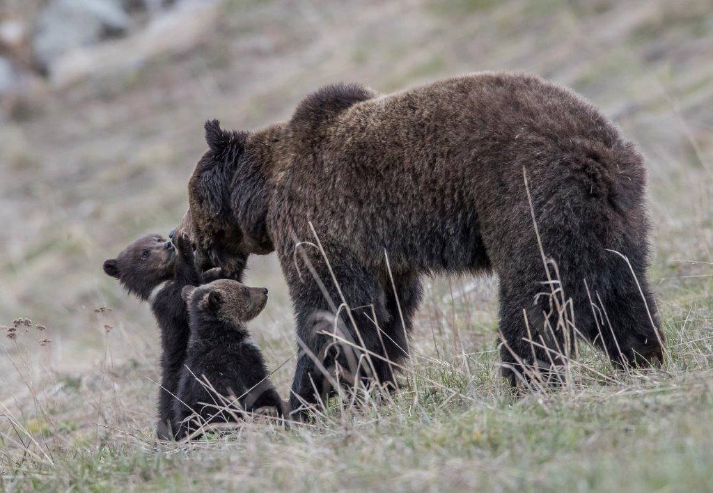 Two Weeks Grizzly Bear Himym