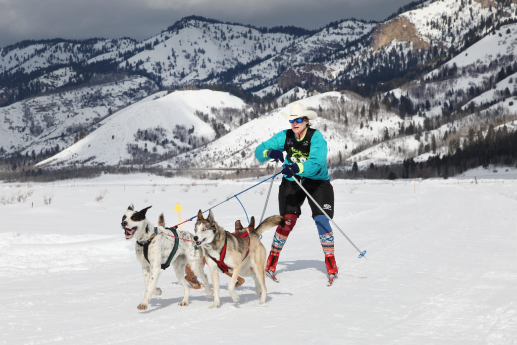 skijoring equipment for dogs