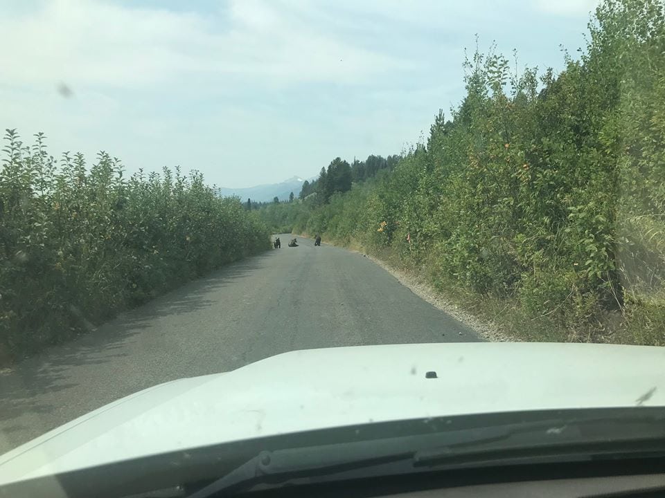 MooseWilson Road reopens after bears move on Buckrail Jackson Hole