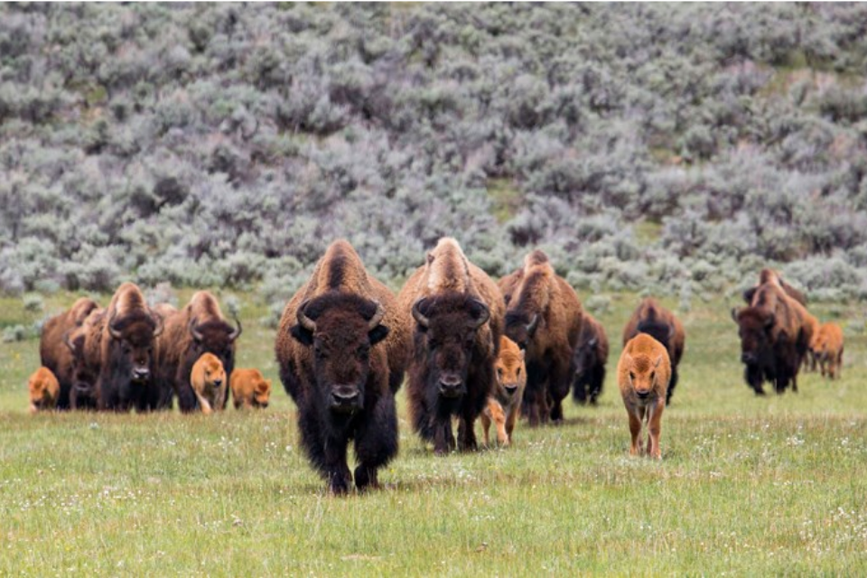 'Red dogs' arrive in Yellowstone