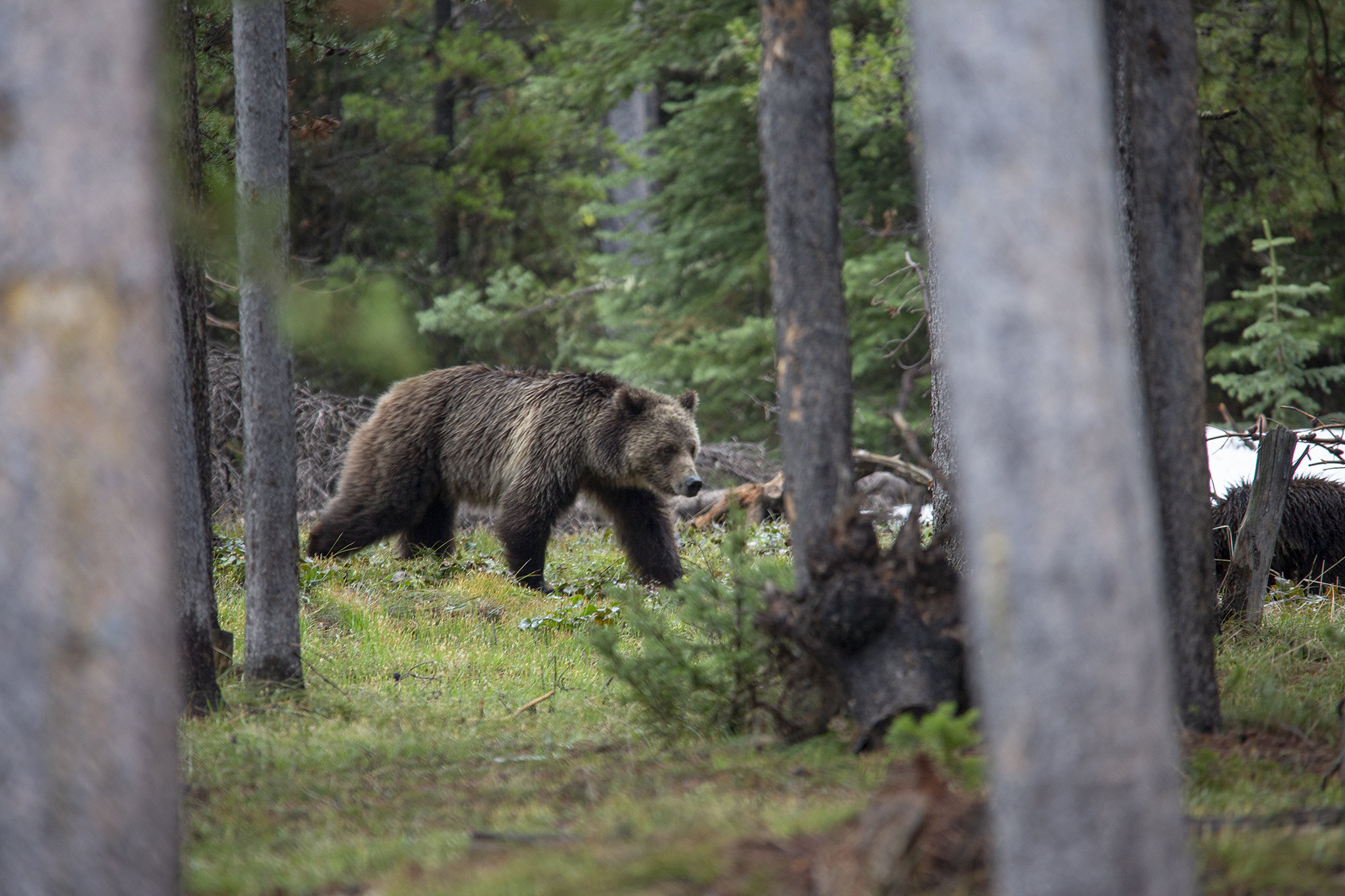 Montana hunter kills grizz in self-defense encounter