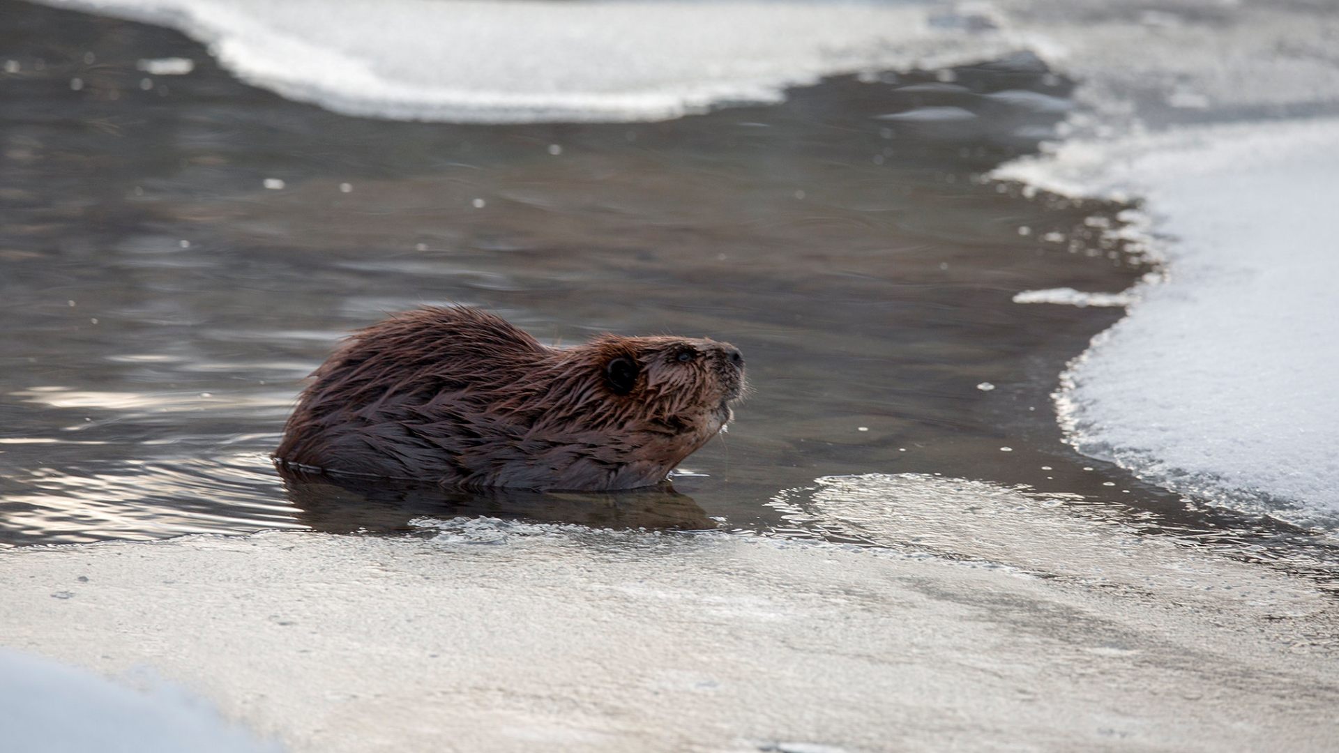 Beaver' supermoon to reach peak fullness Wednesday