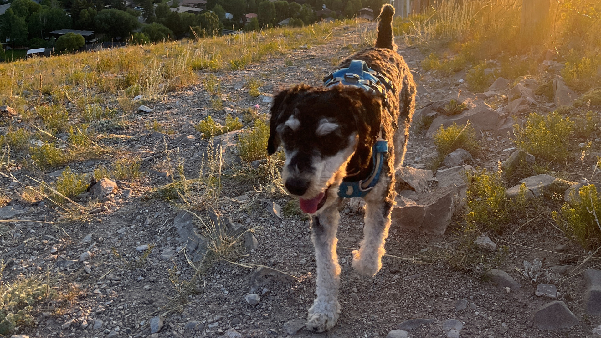 Missing dog reported in Victor