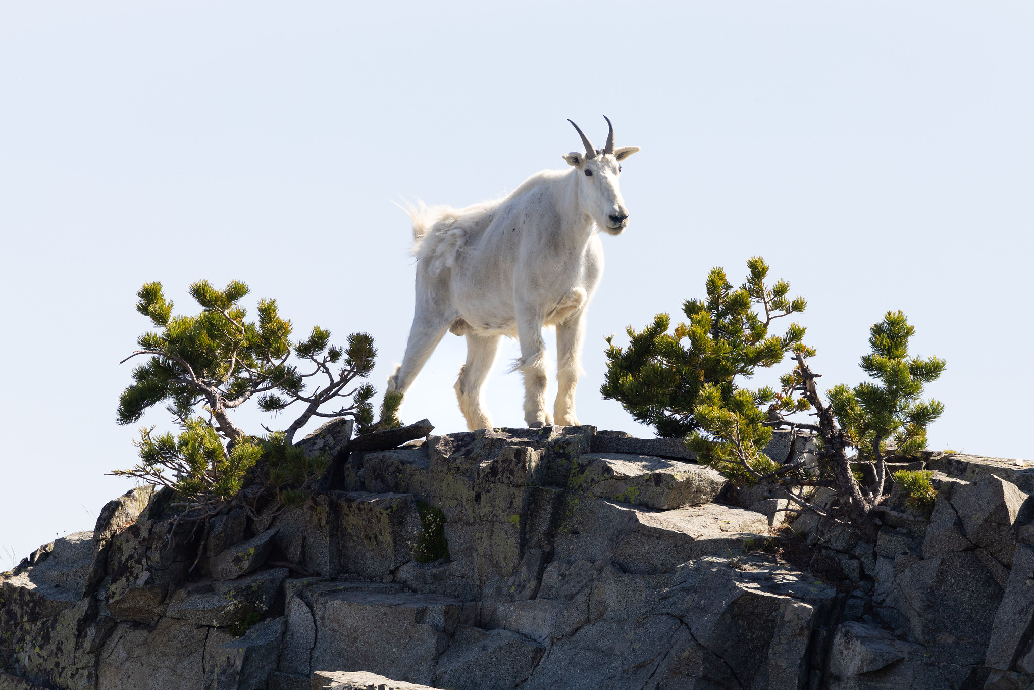 Logging project near Yellowstone could threaten wildlife habitat and tourist-dependent businesses